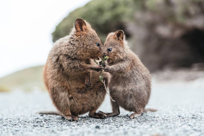 Mother and baby quokka eating on Rottnest Island